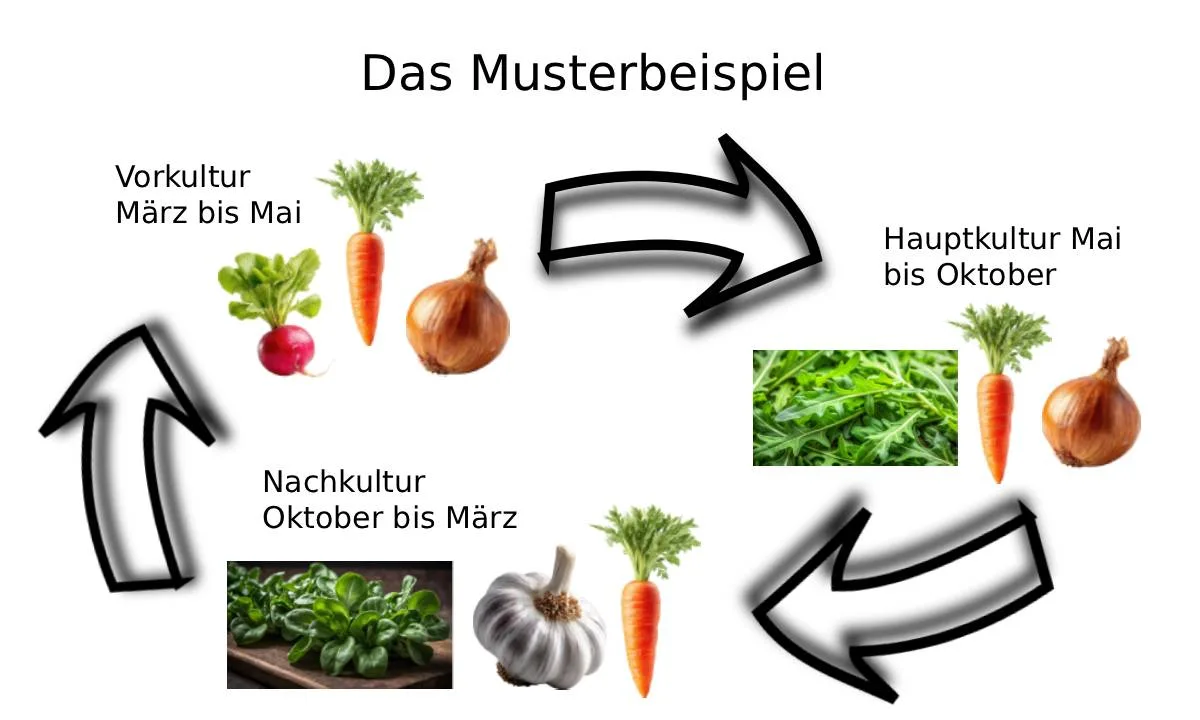 Die Grafik zeigt ein Beispiel, wie man mit sinnvoller Fruchtfolge ein Beet das ganze Jahr über bepflanzen kann.